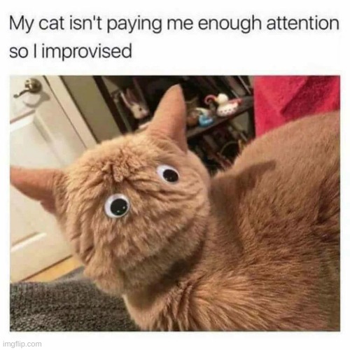 yes | image tagged in cats | made w/ Imgflip meme maker