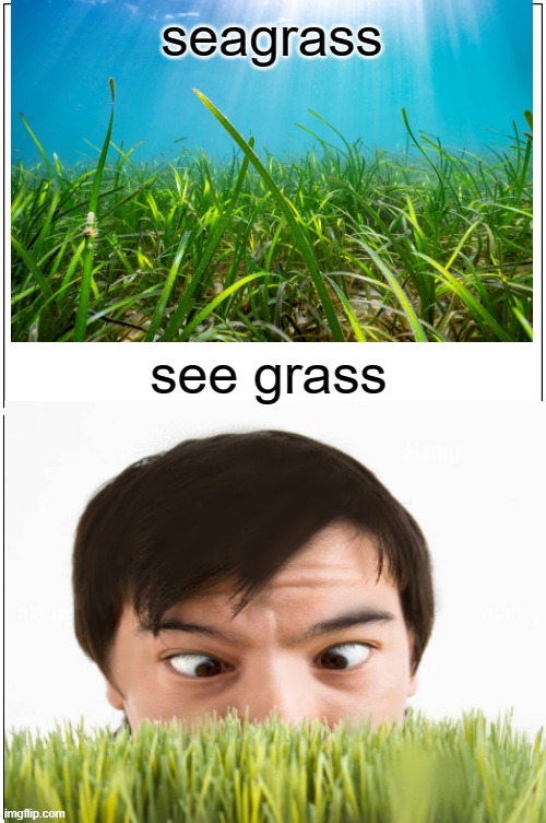 Grass | seagrass; see grass | image tagged in why are you looking at,a picture of grass,go see real grass omg | made w/ Imgflip meme maker