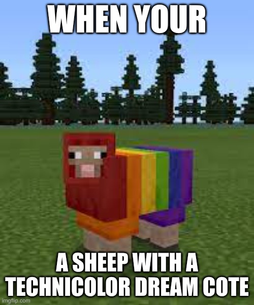 WHEN YOUR; A SHEEP WITH A TECHNICOLOR DREAM COTE | image tagged in sheep | made w/ Imgflip meme maker