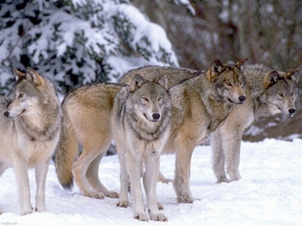 Wolf Pack | image tagged in wolf pack | made w/ Imgflip meme maker