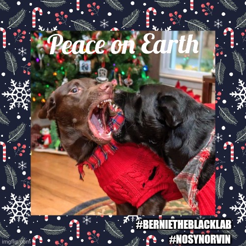 Peace on Earth | #BERNIETHEBLACKLAB; #NOSYNORVIN | image tagged in bernie the black lab,dogs,funny,christmas,memes,nosy norvin | made w/ Imgflip meme maker