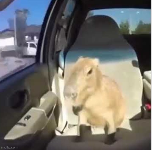 I realized there wasn't an "okay i pull up" template so here it is | image tagged in okay i pull up,capybara,okay get in | made w/ Imgflip meme maker