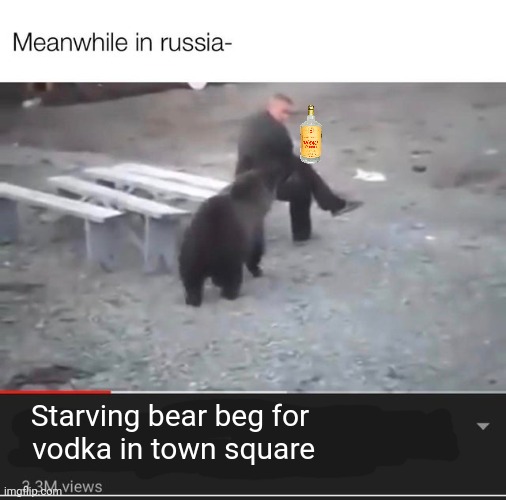 а в это время в России | Starving bear beg for
 vodka in town square | image tagged in meanwhile in russia,russian,bears,need,vodka | made w/ Imgflip meme maker