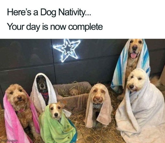 cute | image tagged in cute dogs | made w/ Imgflip meme maker