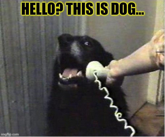 Yes this is dog | HELLO? THIS IS DOG... | image tagged in yes this is dog | made w/ Imgflip meme maker