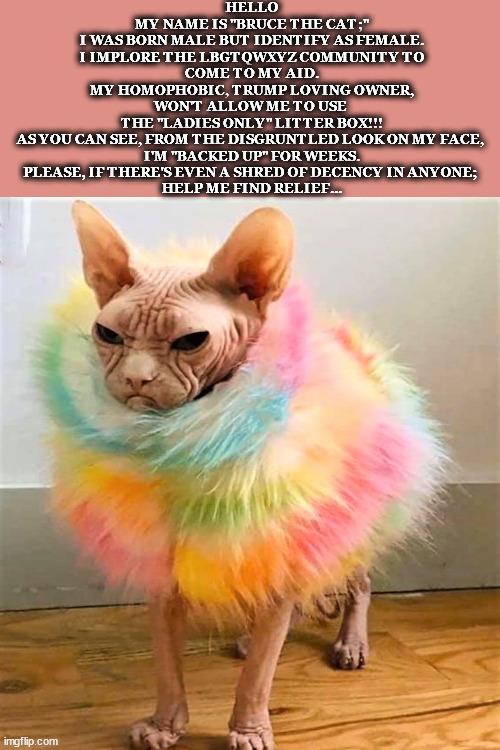 Bruce The Transgender Cat | HELLO
MY NAME IS "BRUCE THE CAT;"
I WAS BORN MALE BUT IDENTIFY AS FEMALE.
I IMPLORE THE LBGTQWXYZ COMMUNITY TO
COME TO MY AID.
MY HOMOPHOBIC, TRUMP LOVING OWNER,
WON'T ALLOW ME TO USE 
THE "LADIES ONLY" LITTER BOX!!!
AS YOU CAN SEE, FROM THE DISGRUNTLED LOOK ON MY FACE, 
I'M "BACKED UP" FOR WEEKS.
PLEASE, IF THERE'S EVEN A SHRED OF DECENCY IN ANYONE; 
HELP ME FIND RELIEF... | image tagged in funny memes,funny cats,funny animals | made w/ Imgflip meme maker