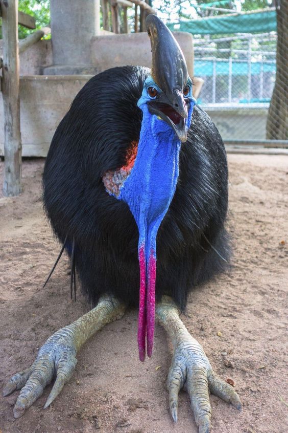 High Quality Confused Cassowary Blank Meme Template