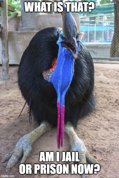 Confused Cassowary | WHAT IS THAT? AM I JAIL OR PRISON NOW? | image tagged in cassowary,birds | made w/ Imgflip meme maker