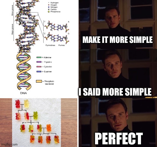 I’ve been looking at this for 5 hours now | MAKE IT MORE SIMPLE; I SAID MORE SIMPLE; PERFECT | image tagged in perfection,genetics,gummy bears | made w/ Imgflip meme maker