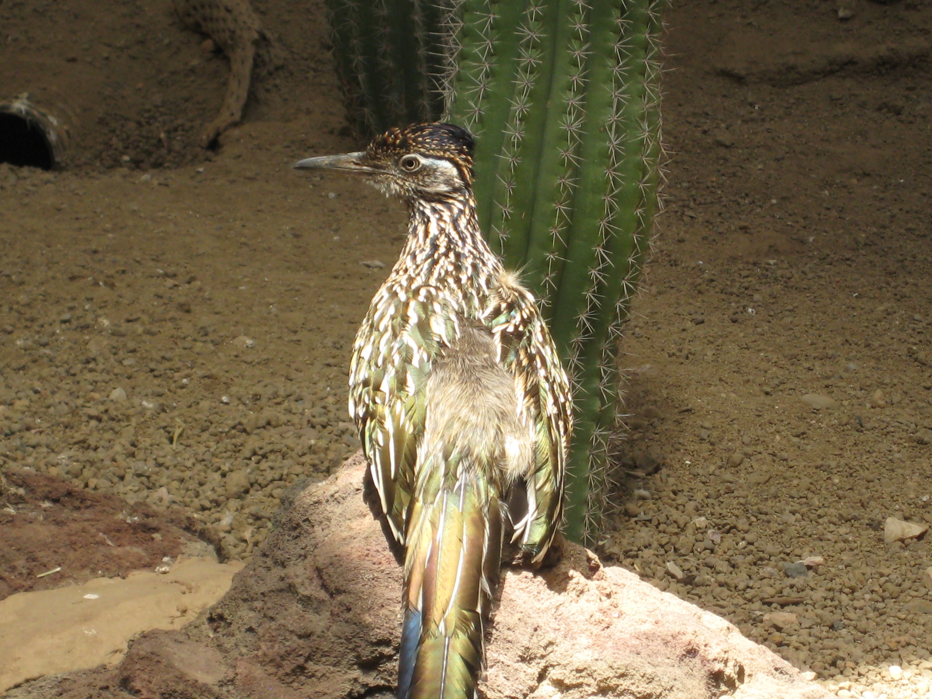 Greater Roadrunner | image tagged in share your own photos | made w/ Imgflip meme maker