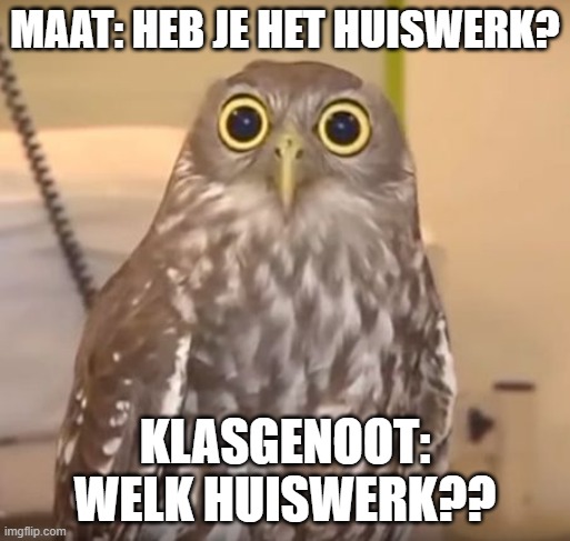 Shocked Owl | MAAT: HEB JE HET HUISWERK? KLASGENOOT: WELK HUISWERK?? | image tagged in shocked owl | made w/ Imgflip meme maker