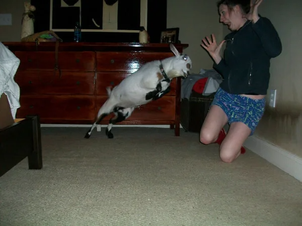 High Quality When Goats Attack Blank Meme Template