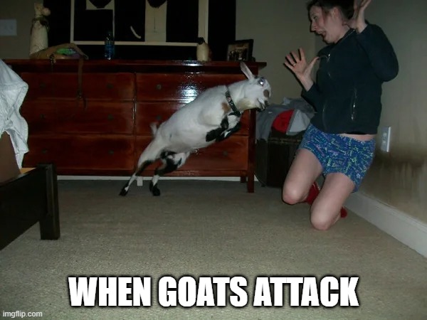 When Goats Attack | WHEN GOATS ATTACK | image tagged in when goats attack | made w/ Imgflip meme maker