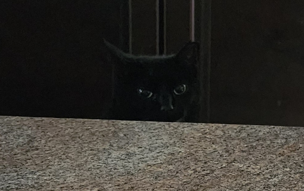 High Quality Cat Peeking Blank Meme Template