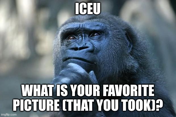 Deep Thoughts | ICEU; WHAT IS YOUR FAVORITE PICTURE (THAT YOU TOOK)? | image tagged in deep thoughts | made w/ Imgflip meme maker