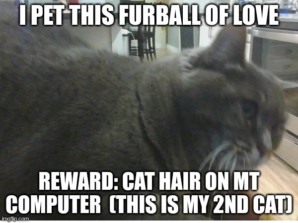 Furball of love | I PET THIS FURBALL OF LOVE; REWARD: CAT HAIR ON MT COMPUTER  (THIS IS MY 2ND CAT) | image tagged in cats | made w/ Imgflip meme maker