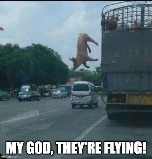 Pigs do fly | MY GOD, THEY'RE FLYING! | image tagged in pig | made w/ Imgflip meme maker