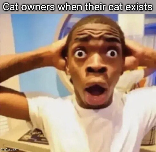 in shock | Cat owners when their cat exists | image tagged in in shock | made w/ Imgflip meme maker