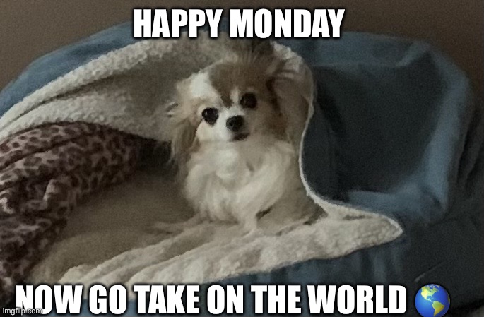 Motivational Dog | HAPPY MONDAY; NOW GO TAKE ON THE WORLD 🌎 | image tagged in gizzy | made w/ Imgflip meme maker