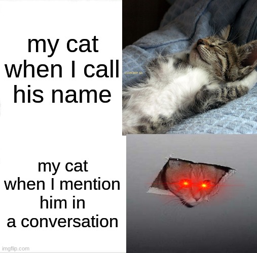 anyone elses cats do this? | my cat when I call his name; my cat when I mention him in a conversation | image tagged in cats,funny cats | made w/ Imgflip meme maker