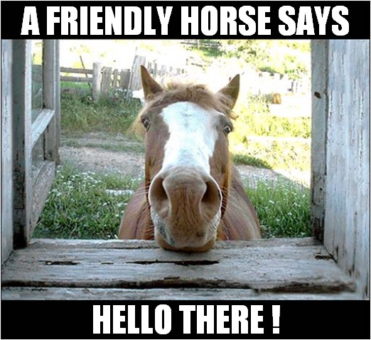 Greetings ! | A FRIENDLY HORSE SAYS; HELLO THERE ! | image tagged in fun,horse,hello there | made w/ Imgflip meme maker