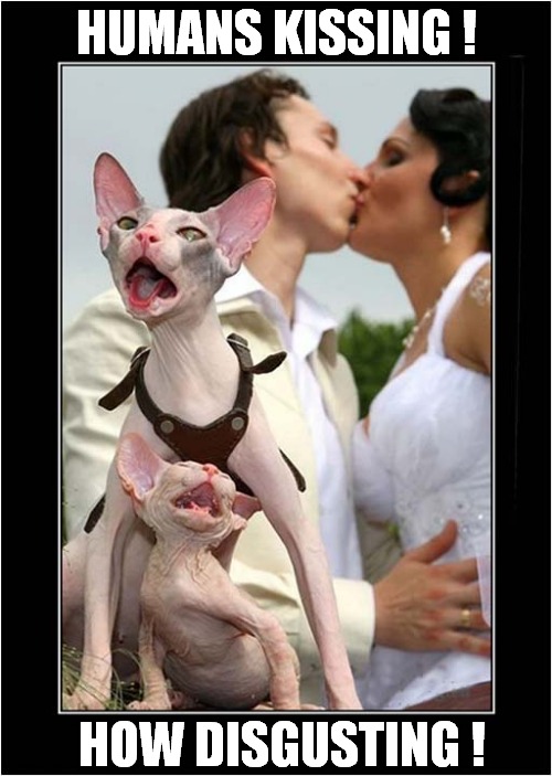 They Can't Watch ! | HUMANS KISSING ! HOW DISGUSTING ! | image tagged in cats,humans,kissing,disgusting | made w/ Imgflip meme maker