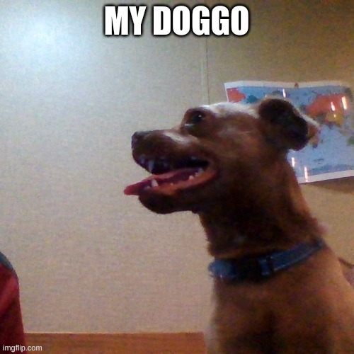 MY DOGGO | made w/ Imgflip meme maker