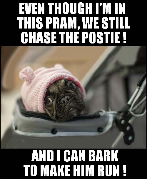 Pug Relives His Youth ! | EVEN THOUGH I'M IN 
THIS PRAM, WE STILL
CHASE THE POSTIE ! AND I CAN BARK TO MAKE HIM RUN ! | image tagged in dogs,pug,chasing,postman | made w/ Imgflip meme maker
