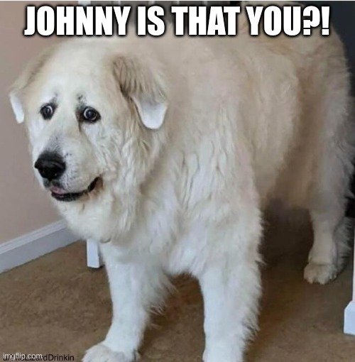 scared dog | JOHNNY IS THAT YOU?! | image tagged in scared dog | made w/ Imgflip meme maker