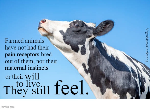 Farmed Animals Are Still Animals | image tagged in vegan,hamburger,bacon,chicken,milk,leather | made w/ Imgflip meme maker