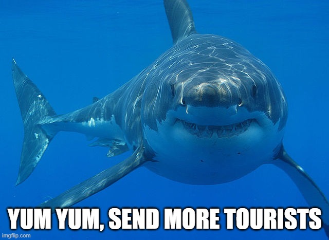 great white shark  | YUM YUM, SEND MORE TOURISTS | image tagged in great white shark | made w/ Imgflip meme maker