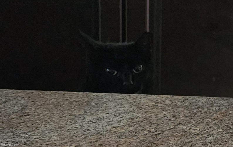 Cat Peeking | image tagged in cat peeking | made w/ Imgflip meme maker