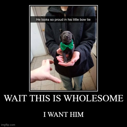doggo | image tagged in funny,demotivationals | made w/ Imgflip demotivational maker