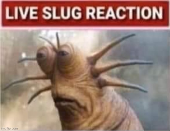 Live slug reaction | image tagged in live slug reaction | made w/ Imgflip meme maker
