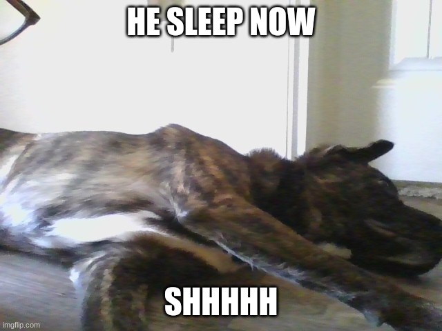Dog lying Down | HE SLEEP NOW SHHHHH | image tagged in dog lying down | made w/ Imgflip meme maker