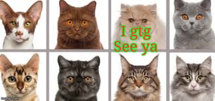 YourLocalKotek annoucment | I gtg
See ya | image tagged in yourlocalkotek annoucment | made w/ Imgflip meme maker