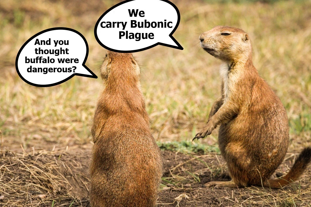 Prairie Dogs Are Dangerous | image tagged in prairie dogs,i too like to live dangerously,buffalo,bison,bubonic plague,plague | made w/ Imgflip meme maker