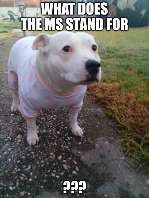 High quality Huh Dog | WHAT DOES THE MS STAND FOR; ??? | image tagged in high quality huh dog | made w/ Imgflip meme maker