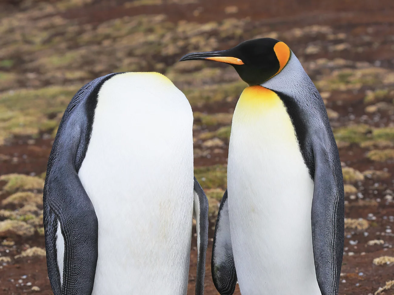 Headless Penguin vs Penguin Blank Meme Template