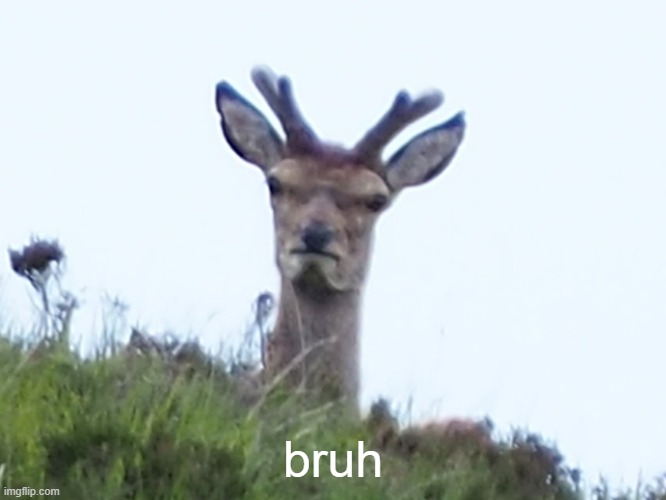 furious deer | bruh | image tagged in furious deer | made w/ Imgflip meme maker