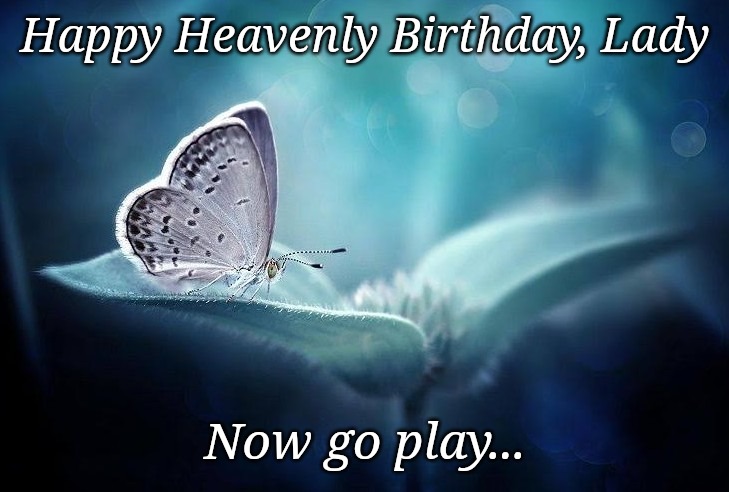 Heavenly Birthday | Happy Heavenly Birthday, Lady; Now go play... | image tagged in butterflies,miss you | made w/ Imgflip meme maker