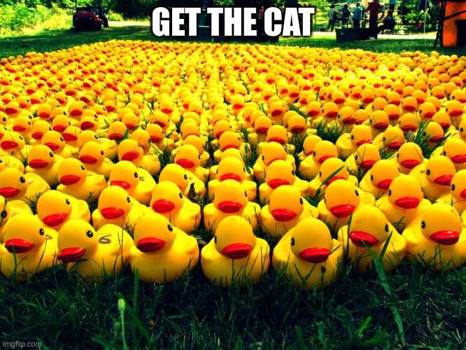 Rubber Ducky Army | GET THE CAT | image tagged in rubber ducky army | made w/ Imgflip meme maker