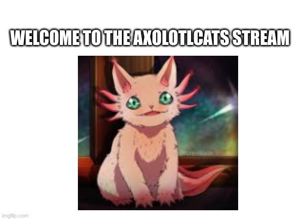 Welcome to the axolotlcat stream! | WELCOME TO THE AXOLOTLCATS STREAM | image tagged in axolotl,cat | made w/ Imgflip meme maker