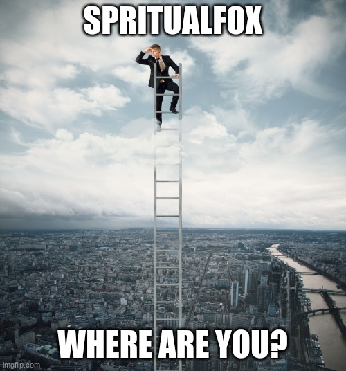 searching | SPRITUALFOX WHERE ARE YOU? | image tagged in searching | made w/ Imgflip meme maker