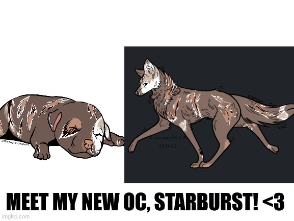Meet Starburst! (DO NOT STEAL. CHARACTER IS FULLY MINE.) | MEET MY NEW OC, STARBURST! <3 | image tagged in oc,furry,dog,the furry fandom,art | made w/ Imgflip meme maker