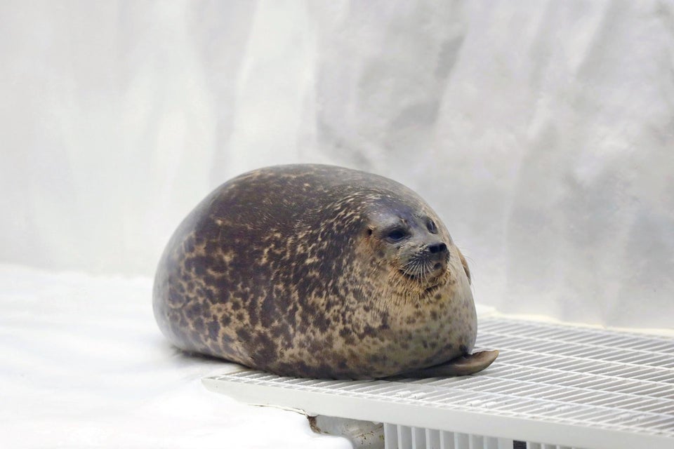 High Quality seal Blank Meme Template