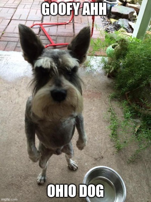 Ohio dog encounter | GOOFY AHH; OHIO DOG | image tagged in angry dog,ohio | made w/ Imgflip meme maker