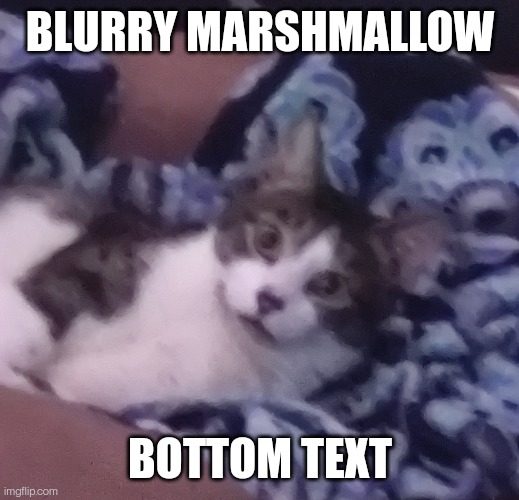 BLURRY MARSHMALLOW; BOTTOM TEXT | image tagged in cats | made w/ Imgflip meme maker