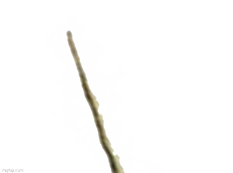 Narwhal Panel 1 Blank Meme Template
