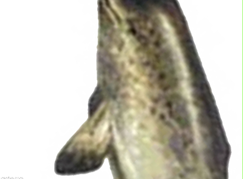 Narwhal Panel 2 Blank Meme Template